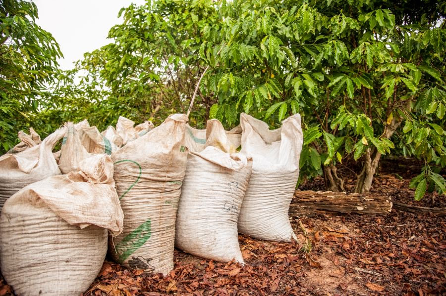 Café brasileiro no mercado global: como produtores podem exportar e lucrar mais