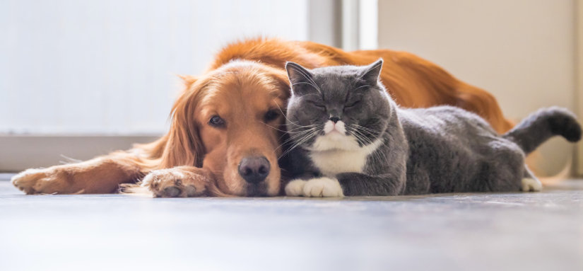 Como exportar cosméticos para animais? Veja os benefícios de contratar os serviços da Domani.