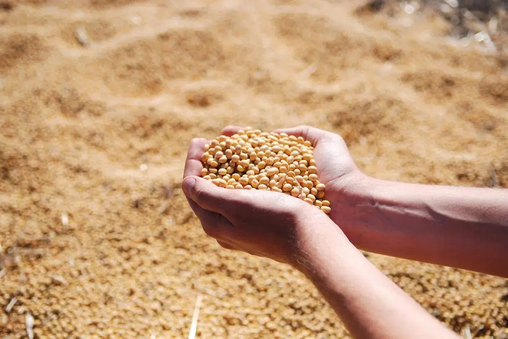 Mãos segurando grãos de soja dourados sobre uma grande pilha de sementes, em ambiente rural e ensolarado.
