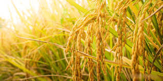 Descubra o futuro do arroz e aproveite as oportunidades internacionais agora!