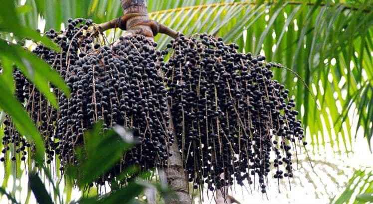 Arvore de açai