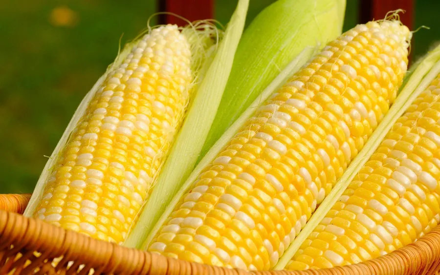 Tendências do mercado de milho em 2025