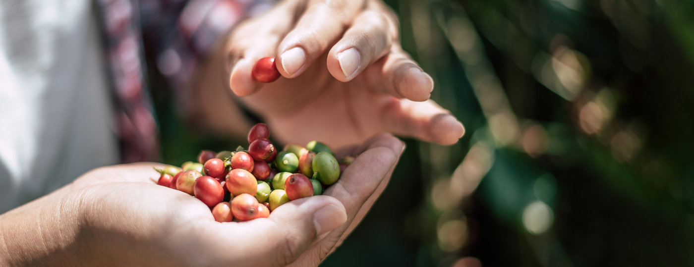Exportação de Café: Desafios e Oportunidades no Mercado Internacional