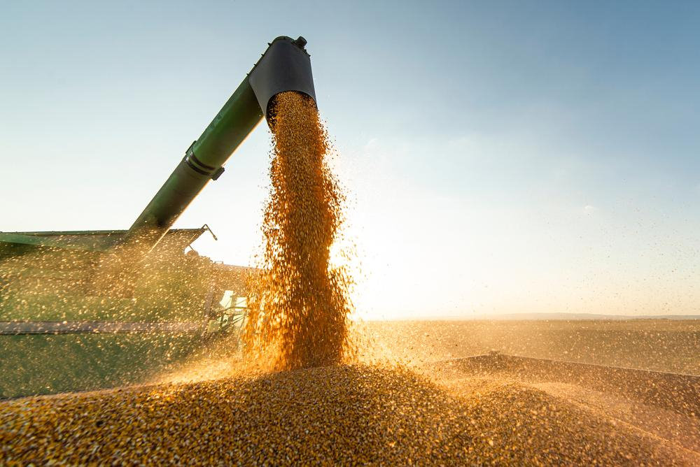 Máquina agrícola processando grãos de soja