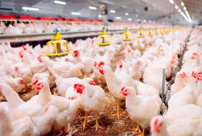 Exportações Brasileiras de Frango Halal