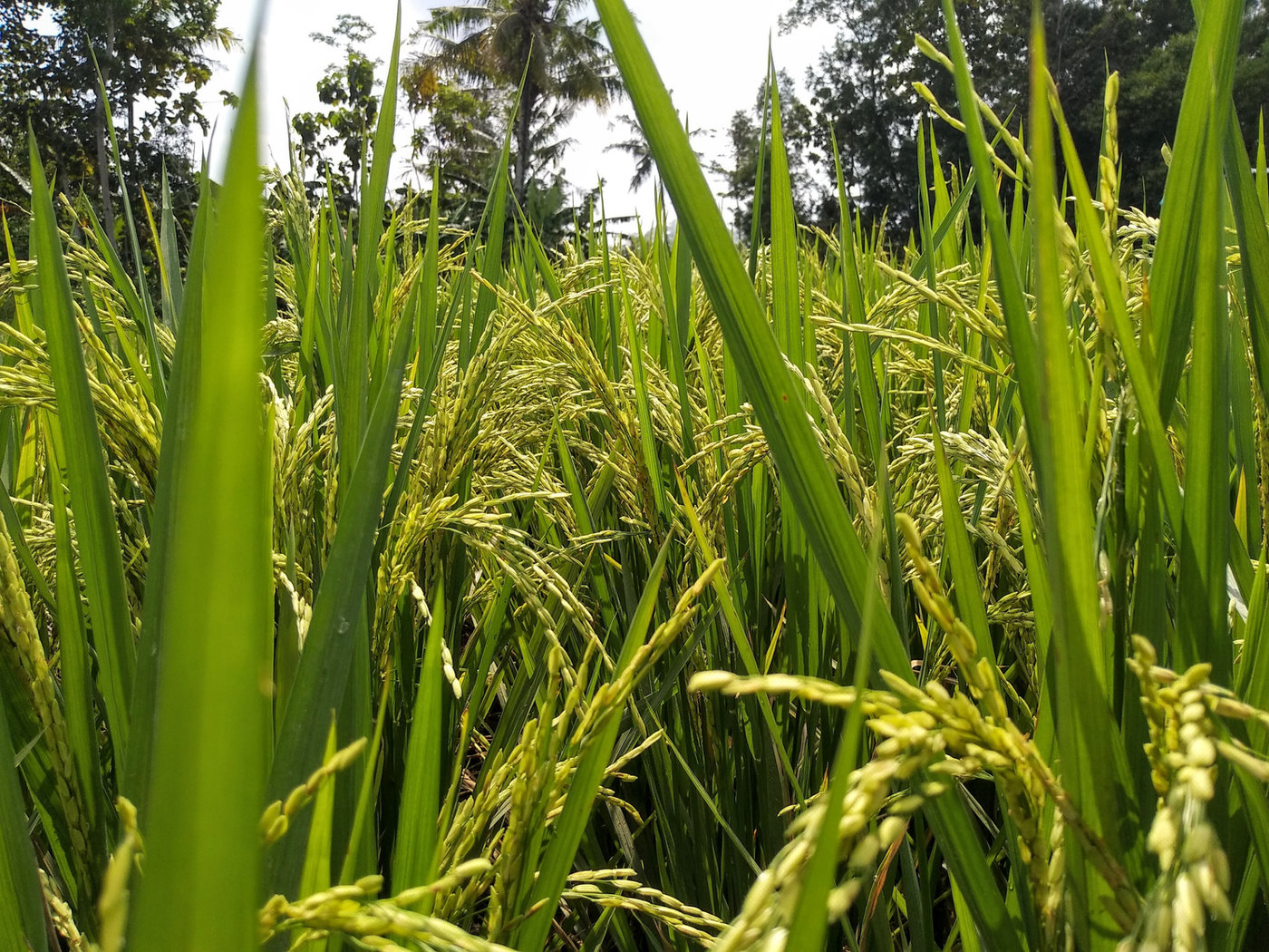 Mercado Internacional de Arroz