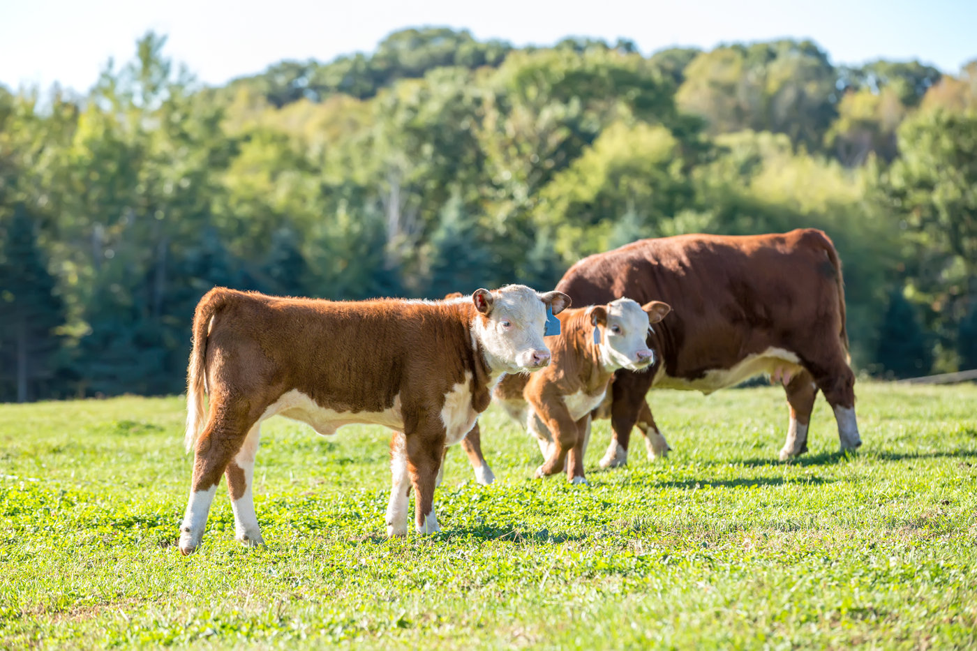 Mercado Internacional de Carne Bovina: tendências e perspectivas para 2023 — imagem 2