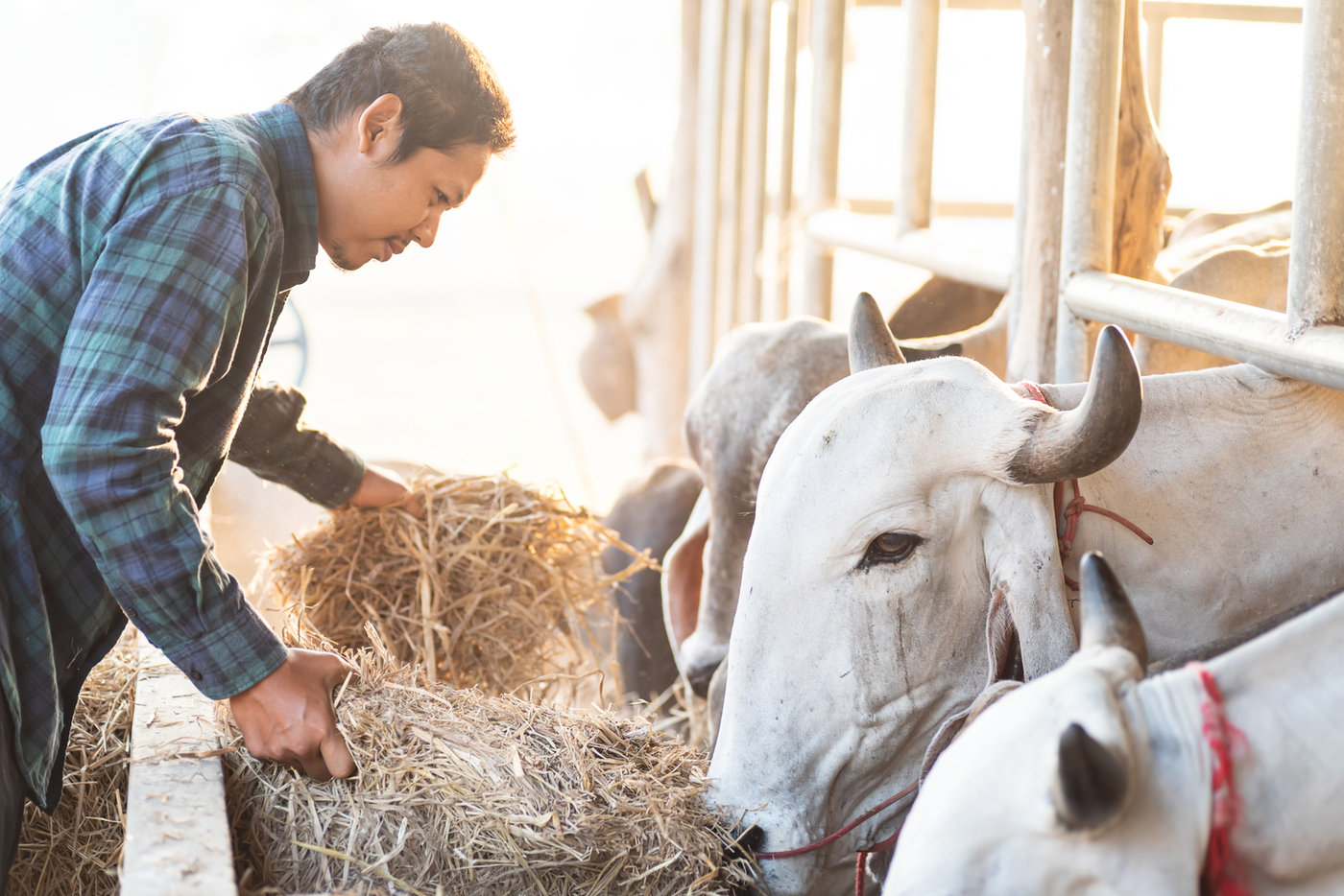 Mercado Internacional de Carne Bovina: tendências e perspectivas para 2023 — imagem 3