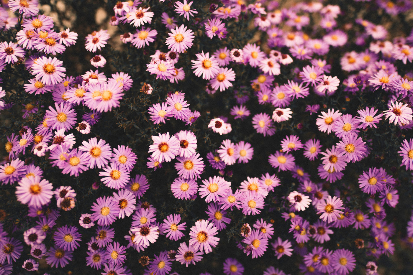 exportação de flores