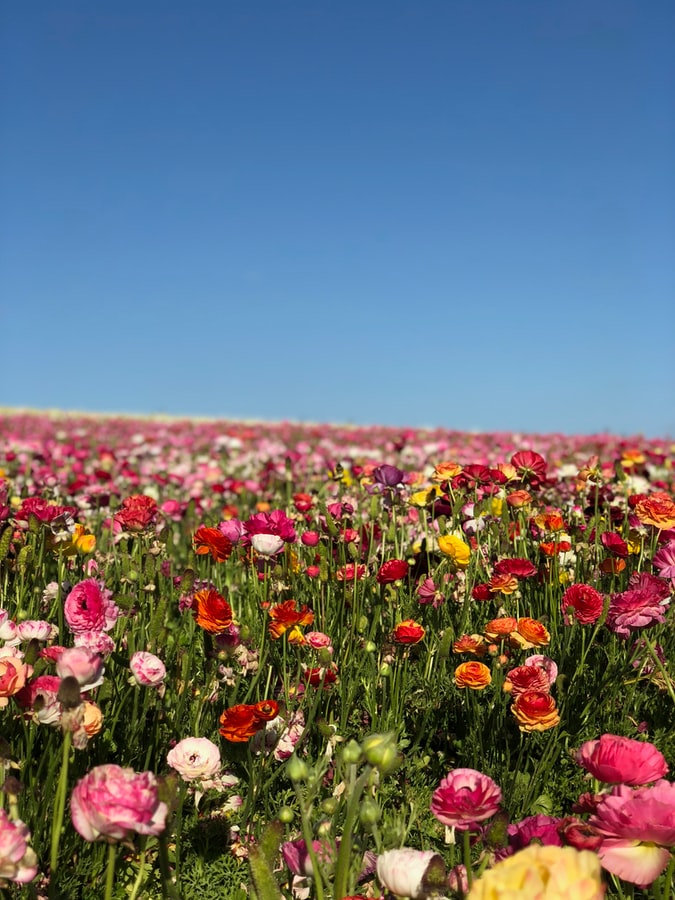 importação de flores