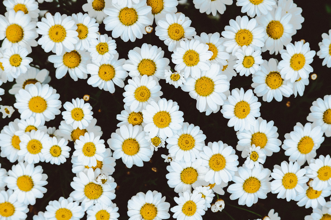 mercado internacional de flores