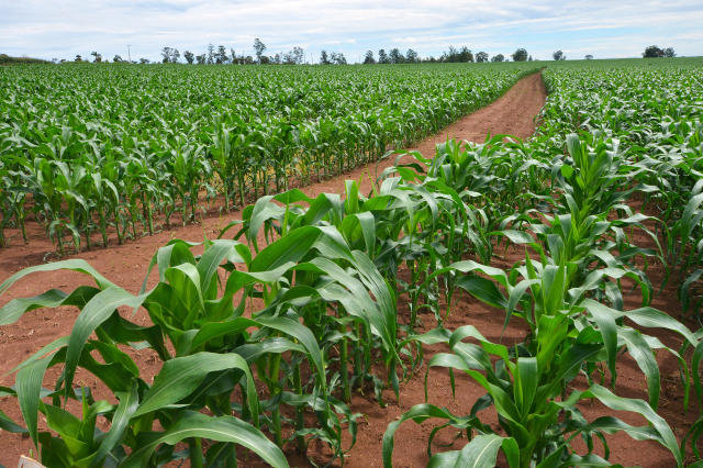 Plantação de milho verde em fileiras, com estrada de terra ao centro sob céu nublado; paisagem rural tranquila.