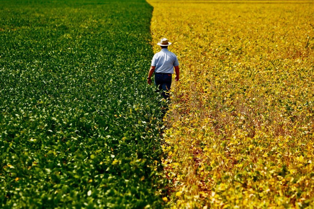 Novos mercados para o setor agropecuário: conheça o sucesso dos produtos brasileiros no comércio exterior