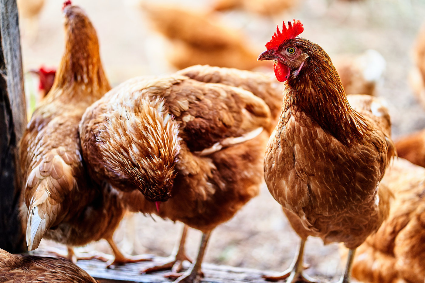 Oportunidades no mercado de exportação de carne de frango