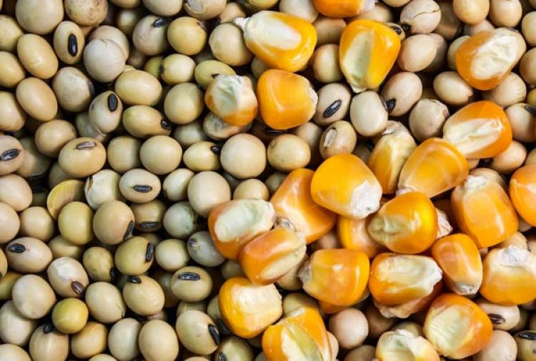 Oportunidades no setor agrícola de milho e soja