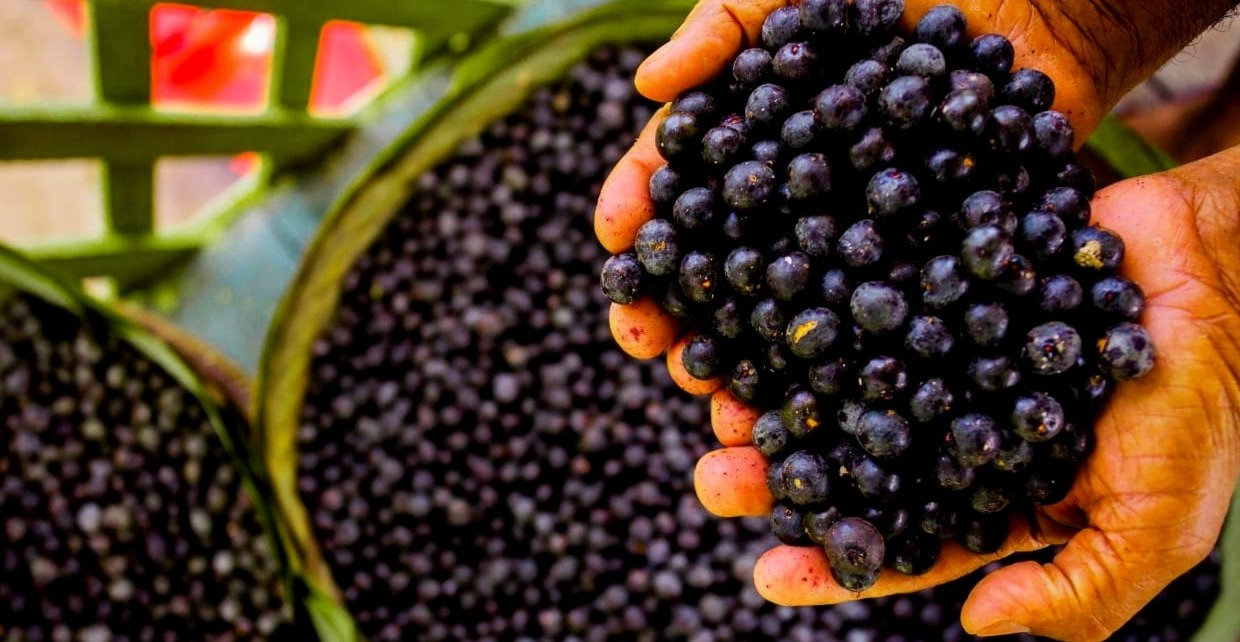Quer exportar açaí com segurança e autonomia?